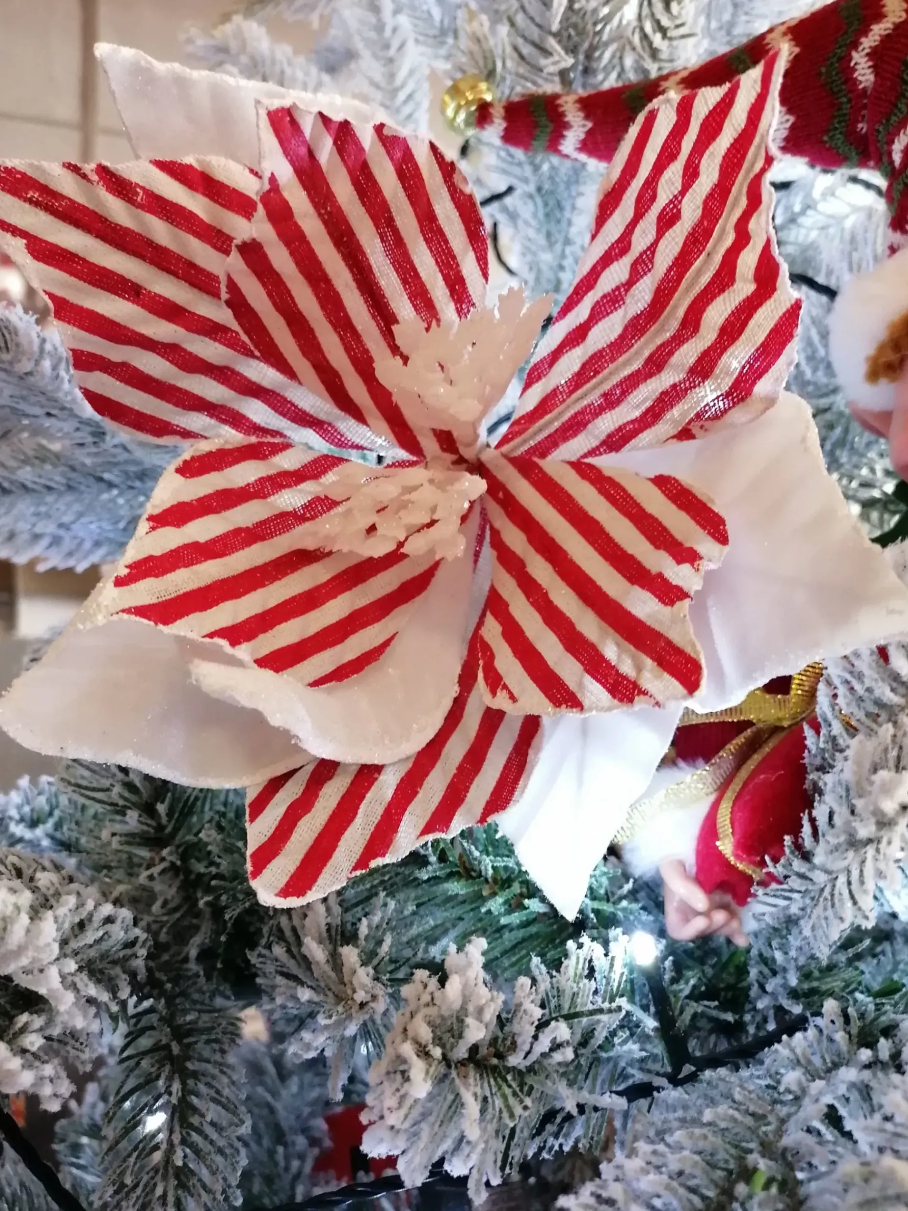 Poinsettia blanc et rouge